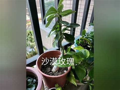 西曬陽台樹木|【西曬陽台 植物】在西曬陽台上也能生機勃勃！15 種。